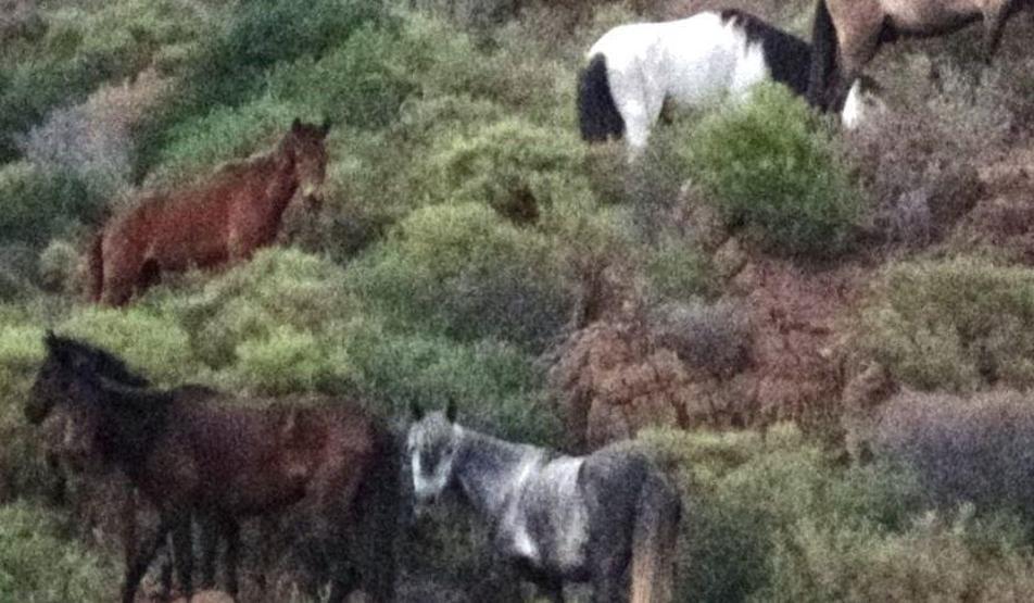 Yılkı atları Marmaris koylarını mesken tuttu
