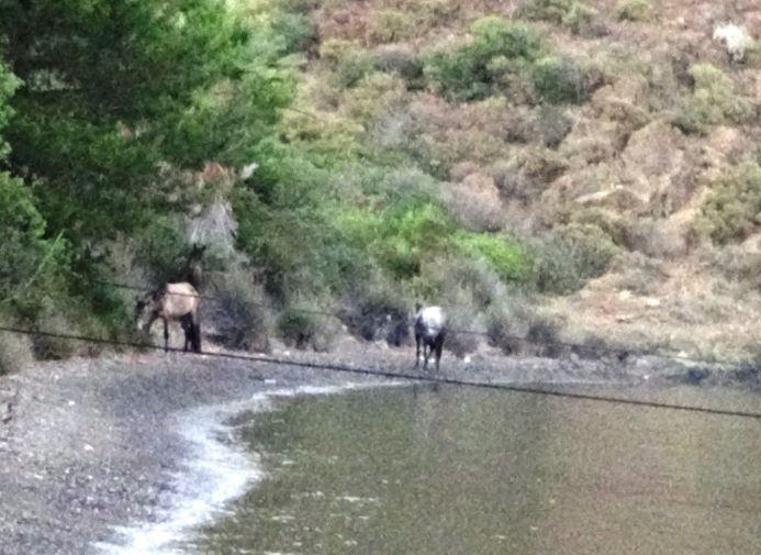 Yılkı atları Marmaris koylarını mesken tuttu