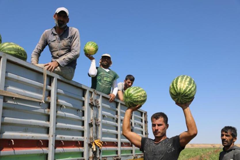 Dünyanın en meşhur karpuzunun yetiştiği Diyarbakırda hasat zamanı
