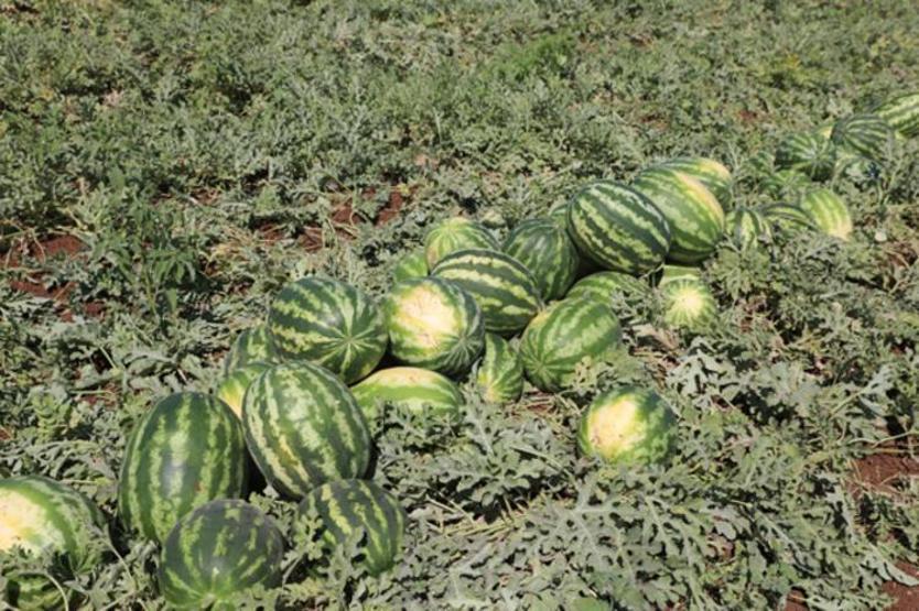 Dünyanın en meşhur karpuzunun yetiştiği Diyarbakırda hasat zamanı