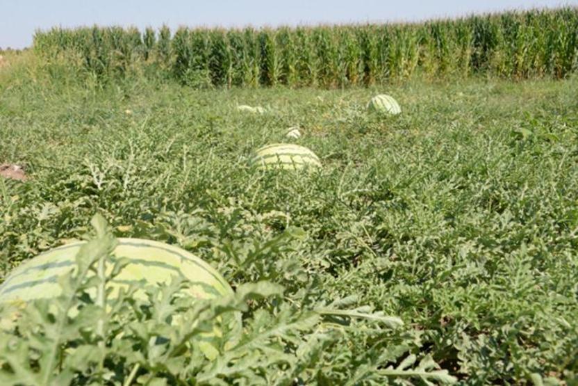 Dünyanın en meşhur karpuzunun yetiştiği Diyarbakırda hasat zamanı