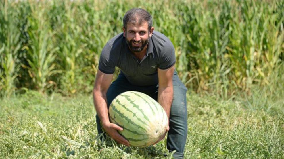 Dünyanın en meşhur karpuzunun yetiştiği Diyarbakırda hasat zamanı