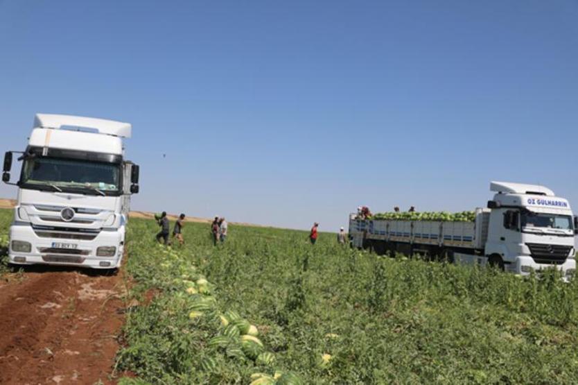 Dünyanın en meşhur karpuzunun yetiştiği Diyarbakırda hasat zamanı