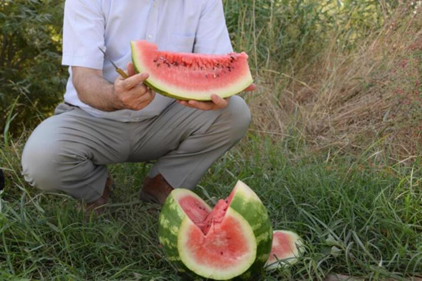 Dünyanın en meşhur karpuzunun yetiştiği Diyarbakırda hasat zamanı