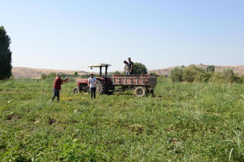Dünyanın en meşhur karpuzunun yetiştiği Diyarbakırda hasat zamanı