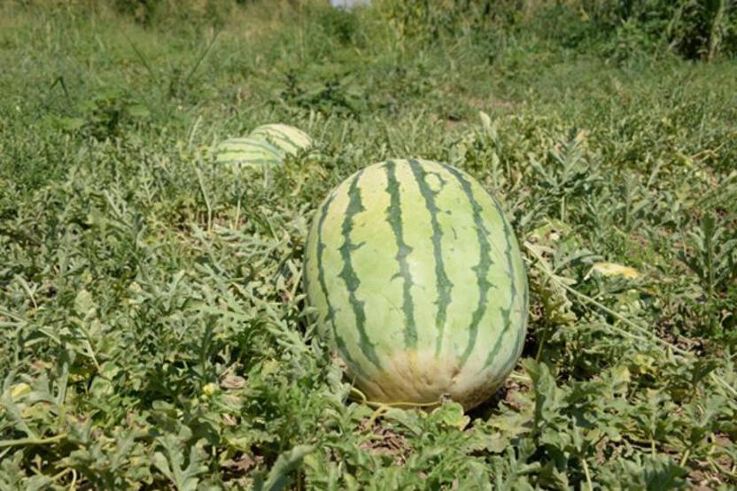 Dünyanın en meşhur karpuzunun yetiştiği Diyarbakırda hasat zamanı
