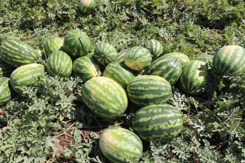 Dünyanın en meşhur karpuzunun yetiştiği Diyarbakırda hasat zamanı