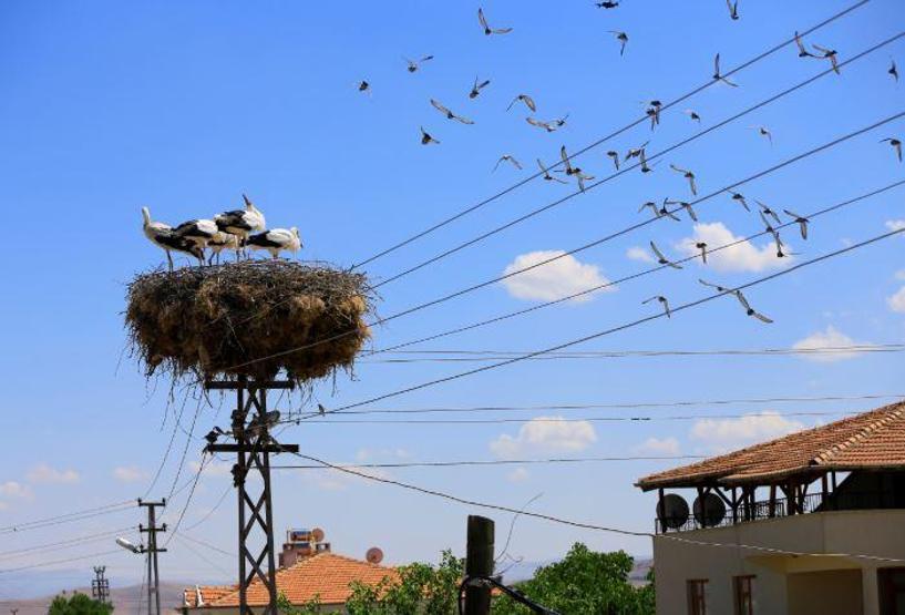 Leyleklerin yavruları büyüdü, göç hazırlığı başladı