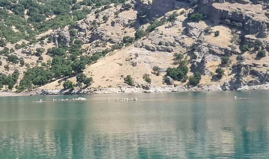 Gülistan Dokunun bulunması için baraj suyunun tahliyesi sürüyor