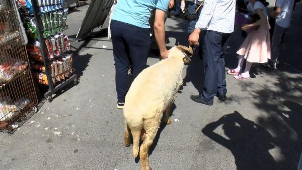 Son dakika... Ayasofya Camii açılışına kurbanlık koçla geldi