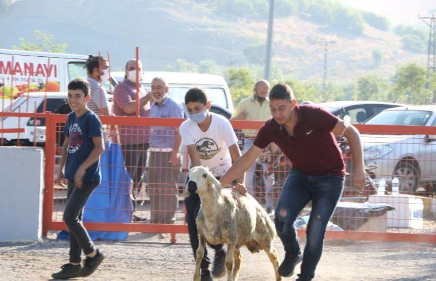 Son dakika... Kurbanlıklar bu bayram da firar etti