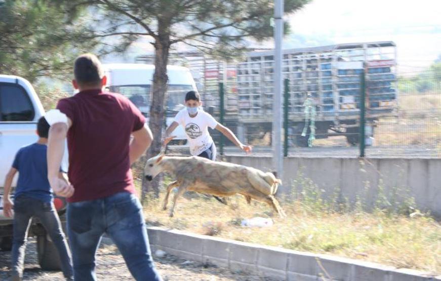 Son dakika... Kurbanlıklar bu bayram da firar etti