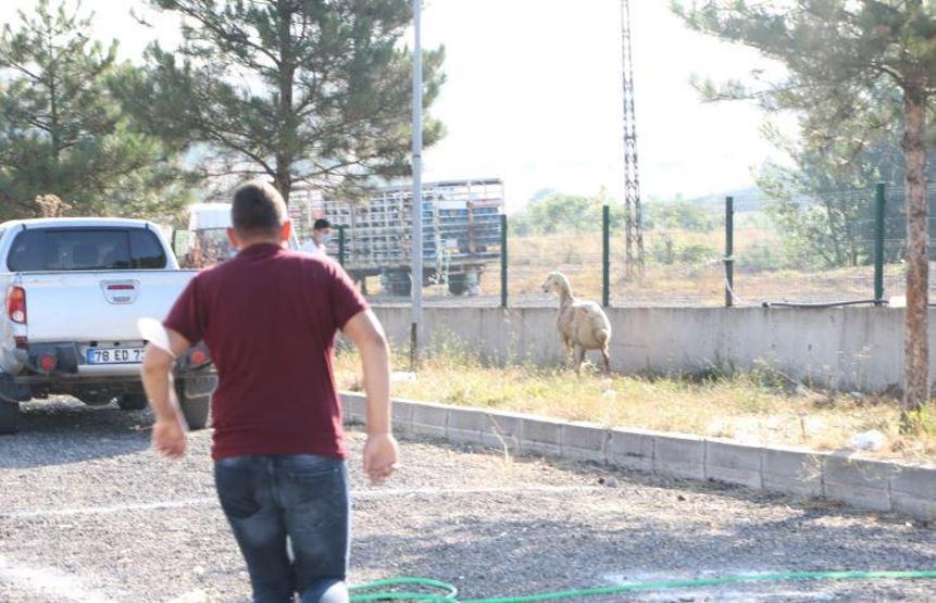 Son dakika... Kurbanlıklar bu bayram da firar etti