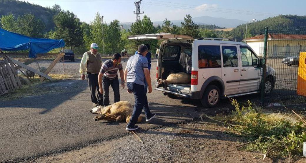 Son dakika... Kurbanlıklar bu bayram da firar etti