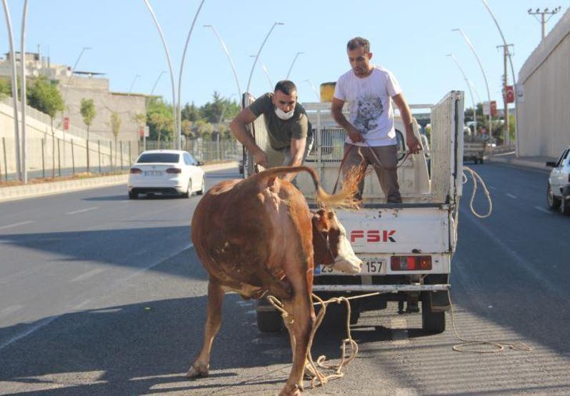 Son dakika... Kurbanlıklar bu bayram da firar etti