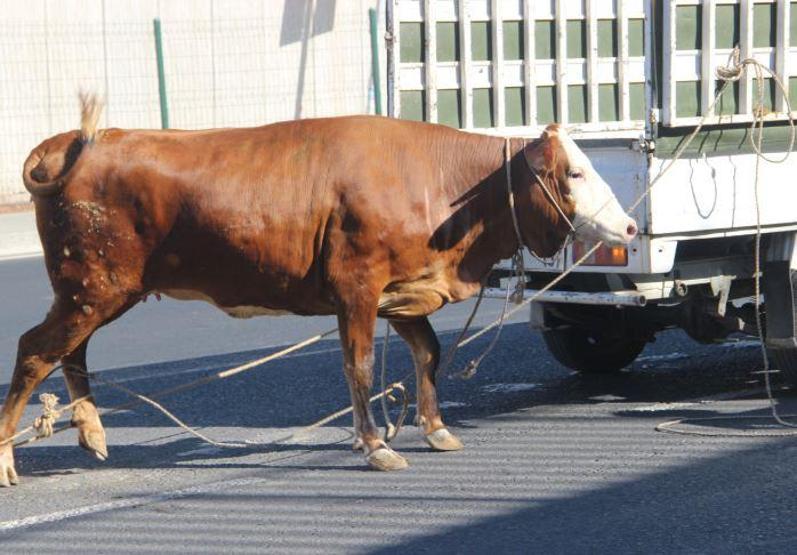 Son dakika... Kurbanlıklar bu bayram da firar etti