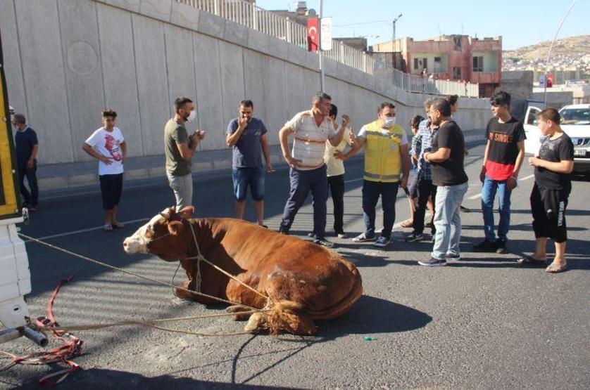 Son dakika... Kurbanlıklar bu bayram da firar etti
