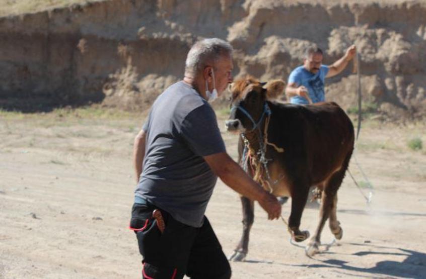 Son dakika... Kurbanlıklar bu bayram da firar etti