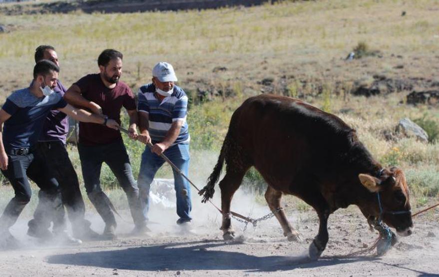 Son dakika... Kurbanlıklar bu bayram da firar etti