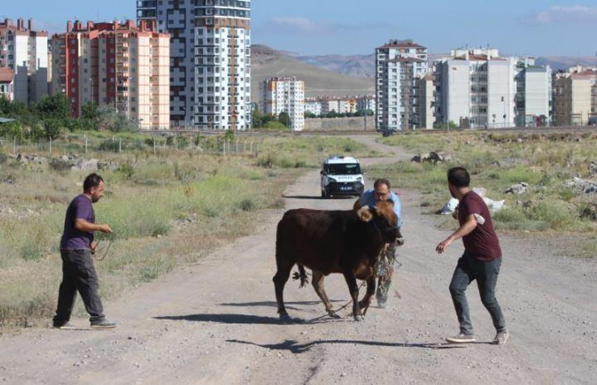 Son dakika... Kurbanlıklar bu bayram da firar etti