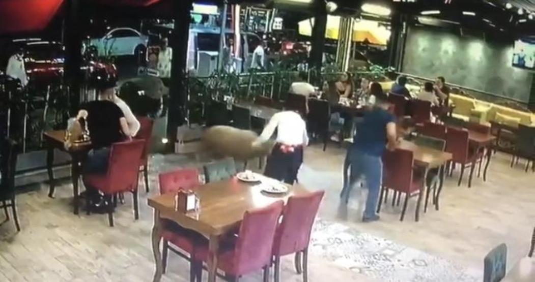 Kurbanlık koç restorana daldı