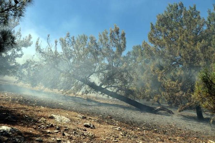 Son dakika... Orman yangınına kaymakam ve vatandaşlar da müdahale etti