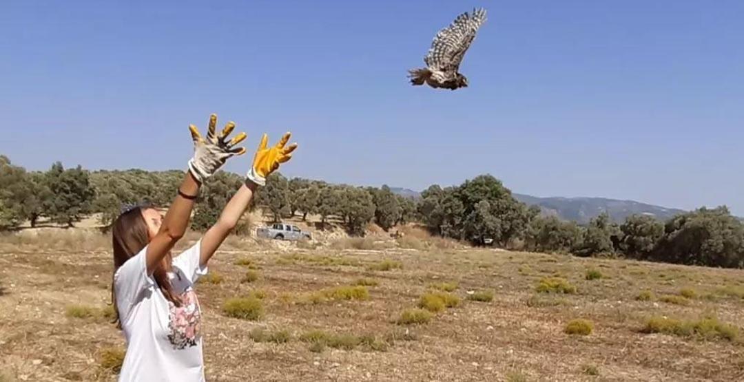 Tedavisi tamamlanan baykuş doğaya salındı