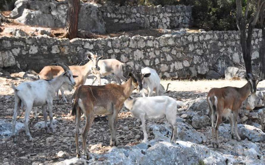 Aşırlı Adasının sahipleri, dağ keçileri