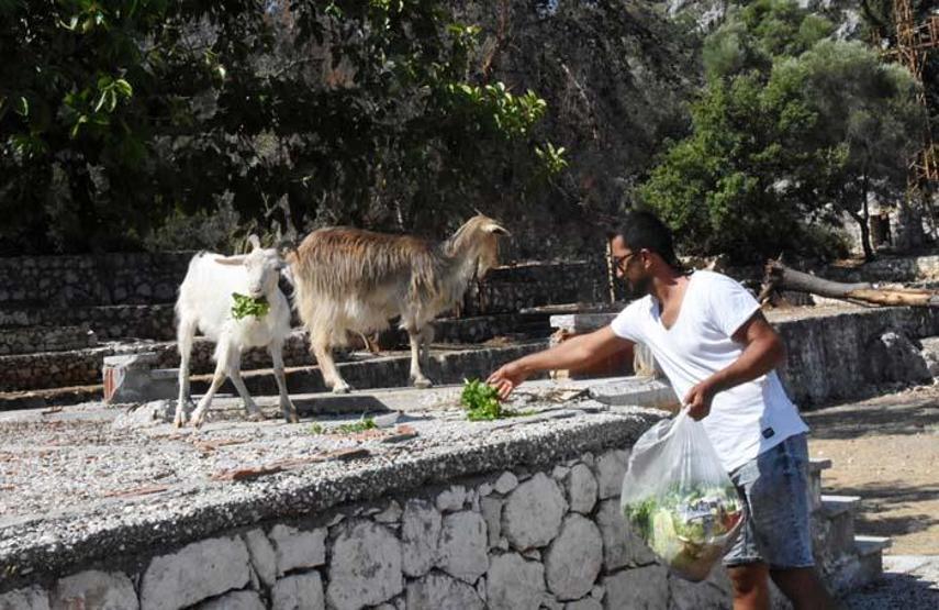 Aşırlı Adasının sahipleri, dağ keçileri