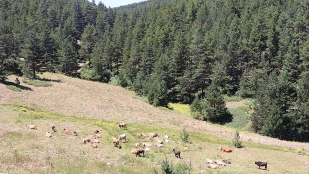Dumanlı Yaylası doğasıyla misafirlerini cezbediyor
