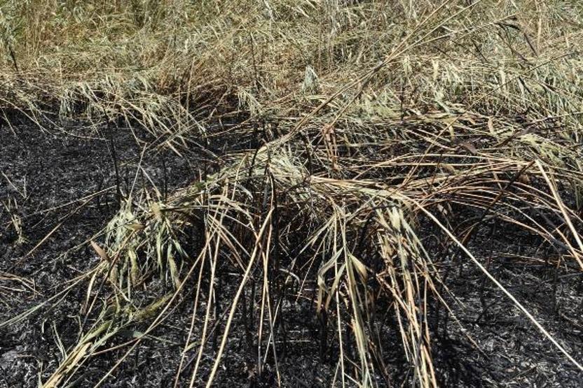 Son dakika... Meteor yangını olduğu iddia edilen alanda mıknatıslarla gök taşı aradılar