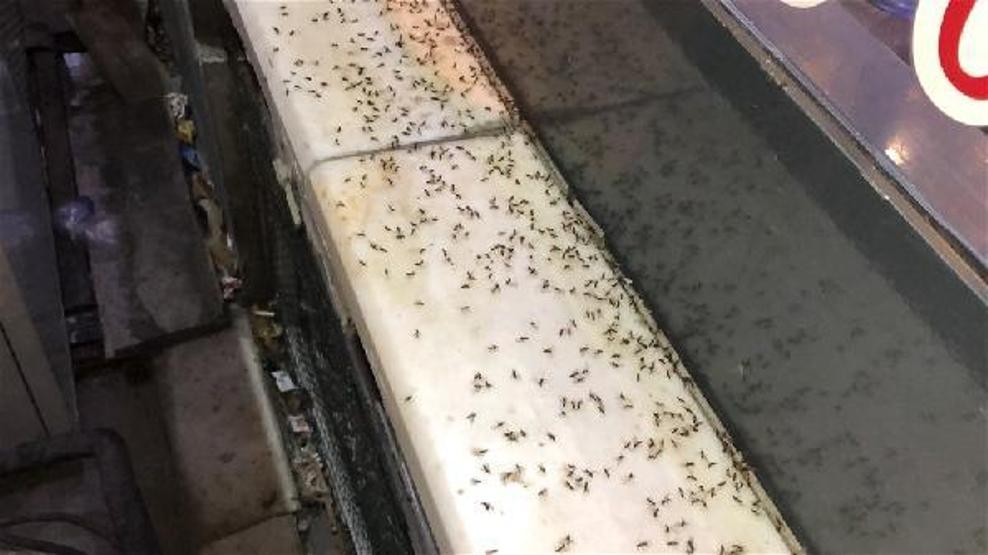 Son dakika.. Karsı karasinekler bastı, esnaf ne yapacağını şaşırdı