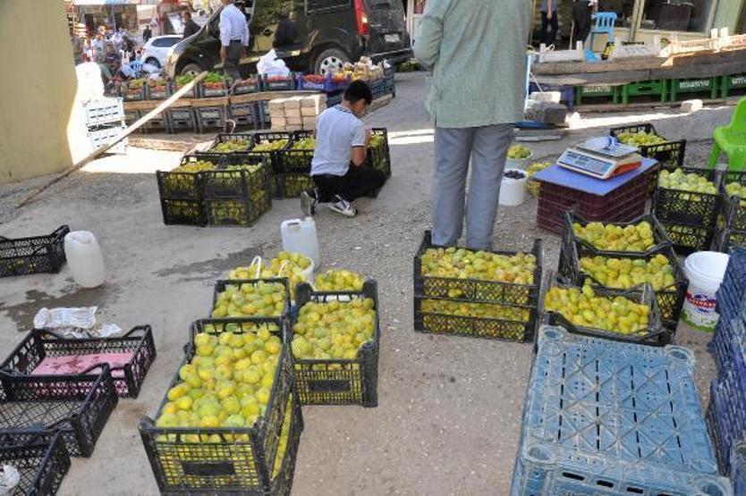 Son dakika.. 9 çeşidin yetiştiği incirde hasat zamanı