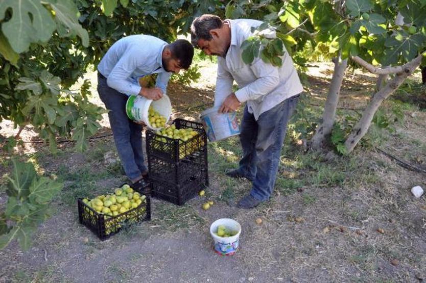 Son dakika.. 9 çeşidin yetiştiği incirde hasat zamanı