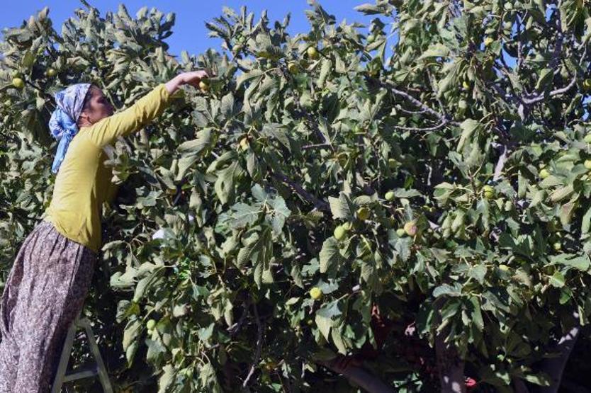 Son dakika.. 9 çeşidin yetiştiği incirde hasat zamanı