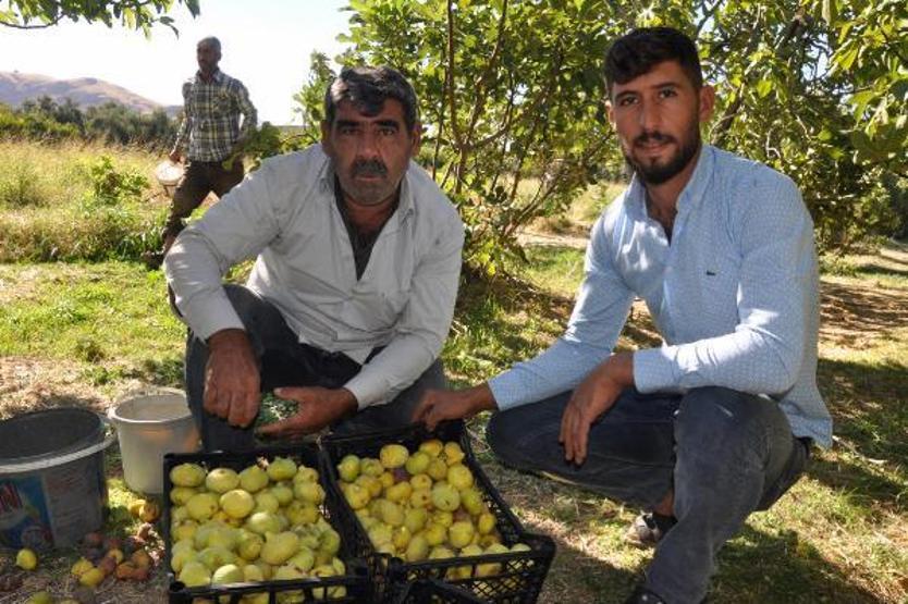 Son dakika.. 9 çeşidin yetiştiği incirde hasat zamanı