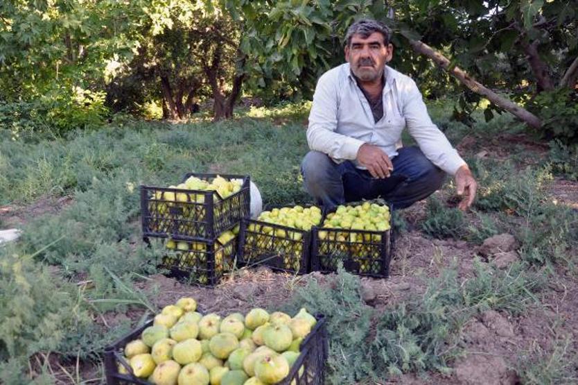 Son dakika.. 9 çeşidin yetiştiği incirde hasat zamanı
