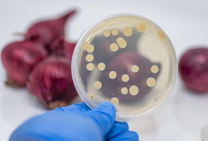 Ayran ve Tavukta Sessiz Tehdit Salmonella Gıda Zehirlenmesine Yol Açabilir