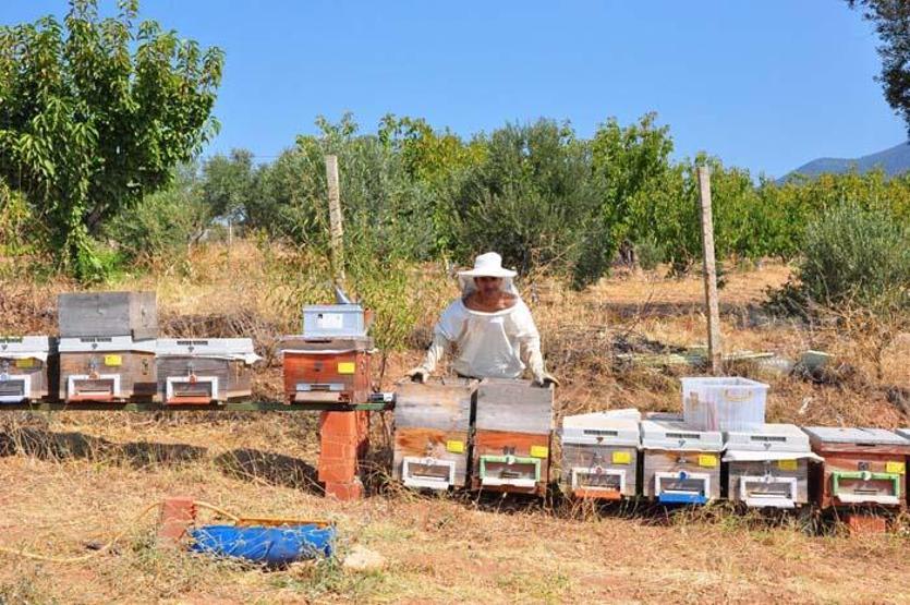 Gramını 700 liradan arı zehri ihraç ediyor