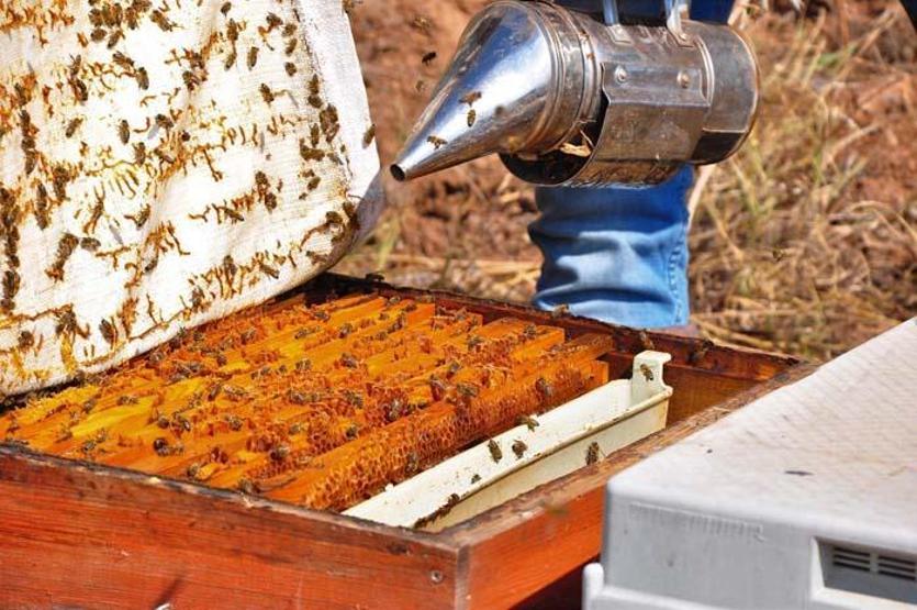 Gramını 700 liradan arı zehri ihraç ediyor