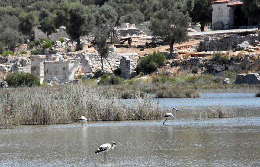 Kuş cennetinin yeni konukları flamingolar bu yıl erken geldi