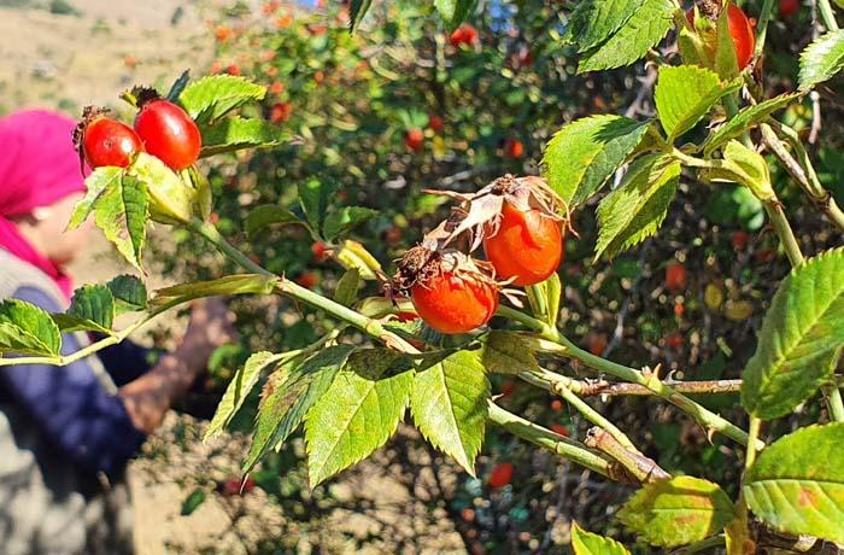 C vitamini deposu Bu dönemde bol bol tüketin