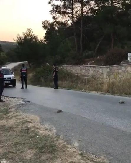 Jandarmadan örnek davranış Kaplumbağalar için yolu trafiğe kapattı