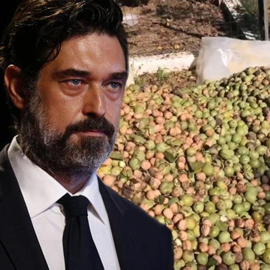 Burak Hakkı ceviz hasadına başladı