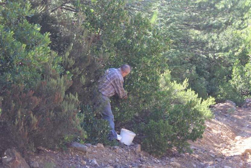 Doğada kendiliğinden yetişiyor Sağlığa faydası o kadar çok ki...