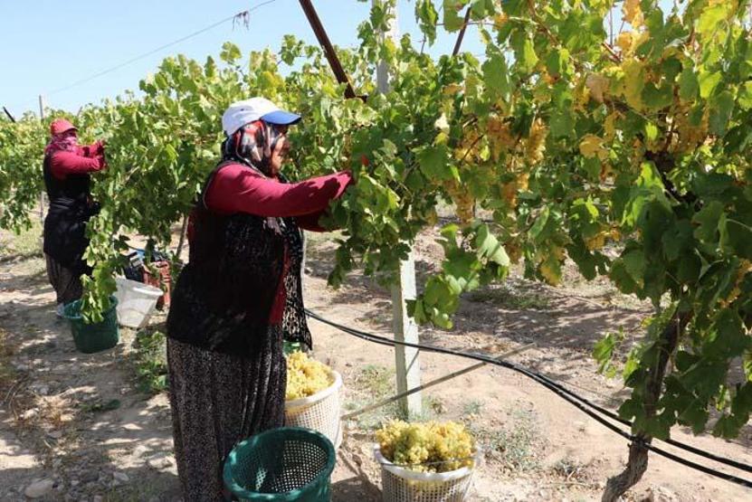 Unutulmaya yüz tutan yöresel lezzeti yaptılar Yurt dışından bile talep var