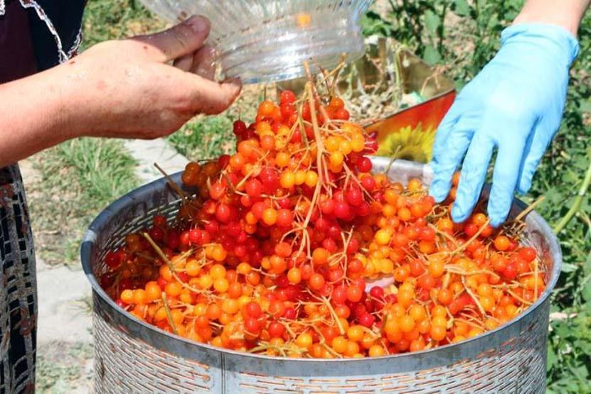 Böbrek taşı ve böbrek kumu sorunlarına karşı birebir Doğada kendiliğinden yetişiyor