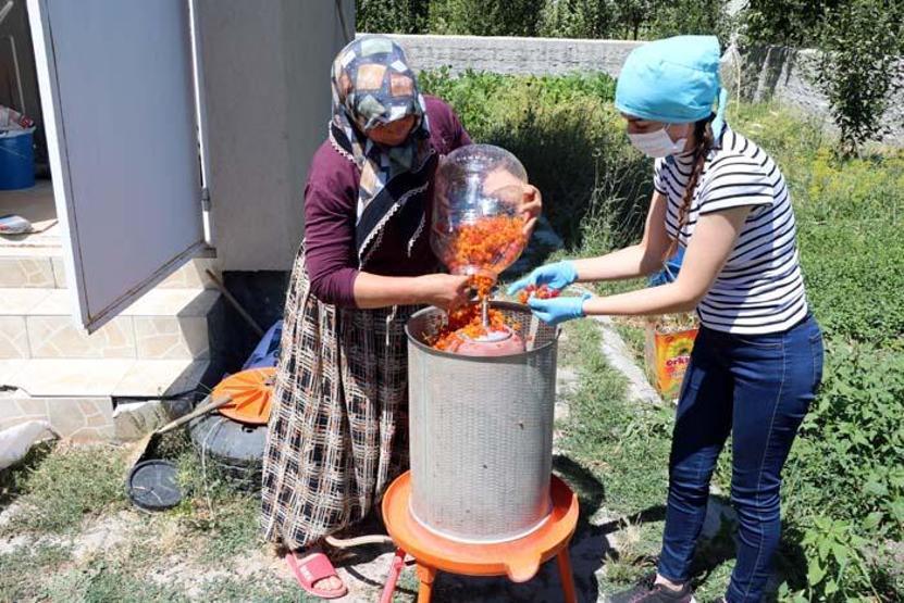 Böbrek taşı ve böbrek kumu sorunlarına karşı birebir Doğada kendiliğinden yetişiyor