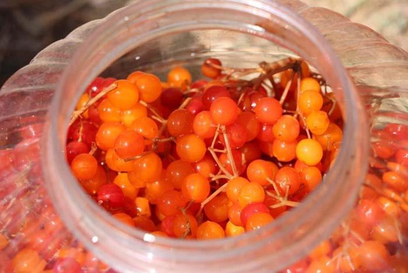 Böbrek taşı ve böbrek kumu sorunlarına karşı birebir Doğada kendiliğinden yetişiyor