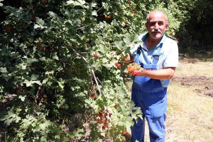 Böbrek taşı ve böbrek kumu sorunlarına karşı birebir Doğada kendiliğinden yetişiyor